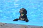 Honden zwemmen (4)